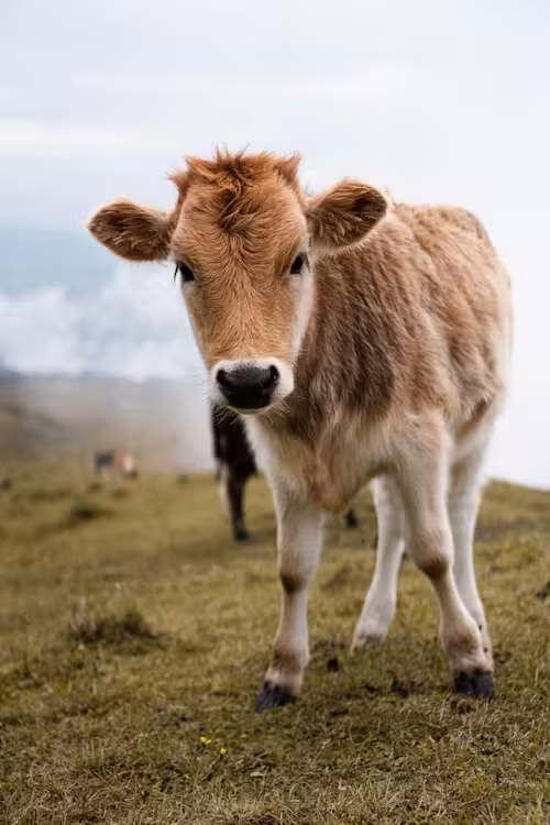 The bovine pestilence killed 62% of cattle in England and Wales, with repercussions on nutrition and agriculture.